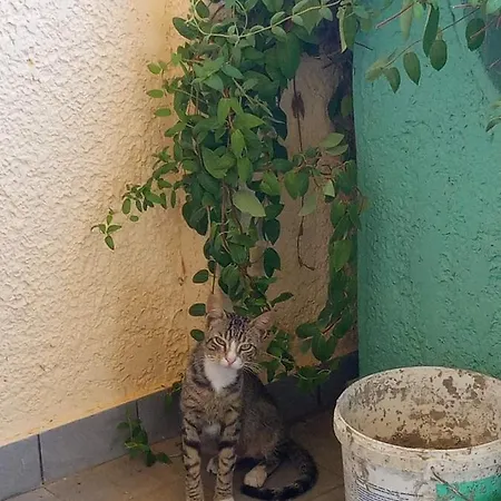 Dina's Casita Πανσιόν